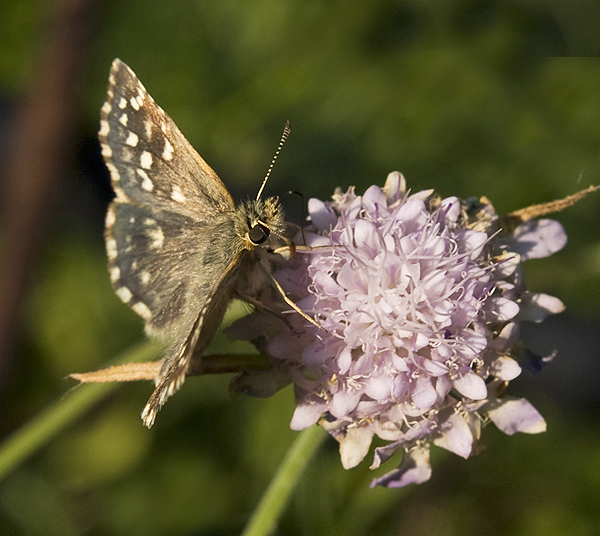 Pyrgus malvoides  Hesperiidae